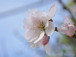 סבלנות, תהליך פה - ט״ו בשבט תשפ״ג