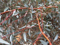 עובדת המוות בשירות החיים