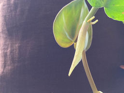 התאהבות בהתהוות