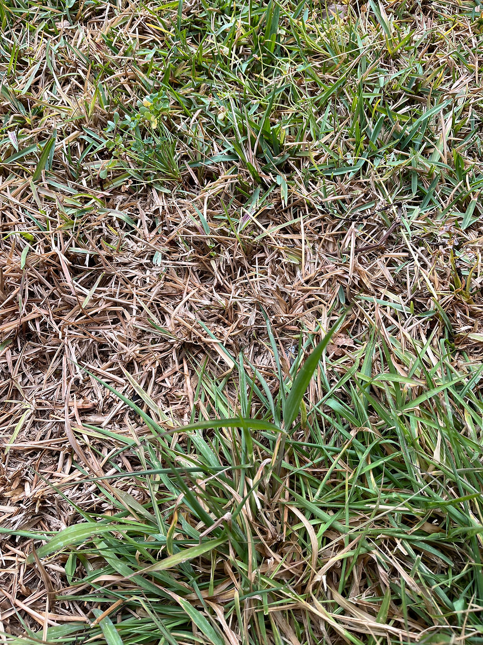 משפחת בני האדם - טור לפסח תשפ״ו