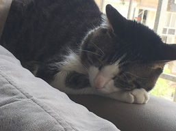 התבוננות אנתרופוסופית- האדם ובעלי החיים