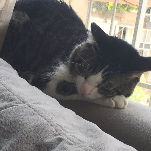 התבוננות אנתרופוסופית- האדם ובעלי החיים