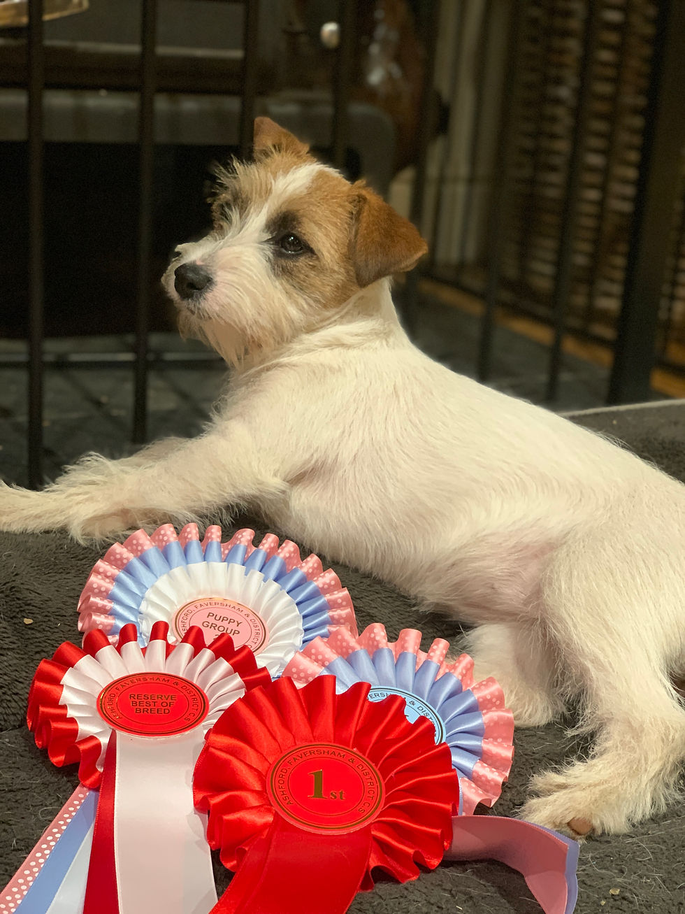 Sprout relaxing with her rosettes