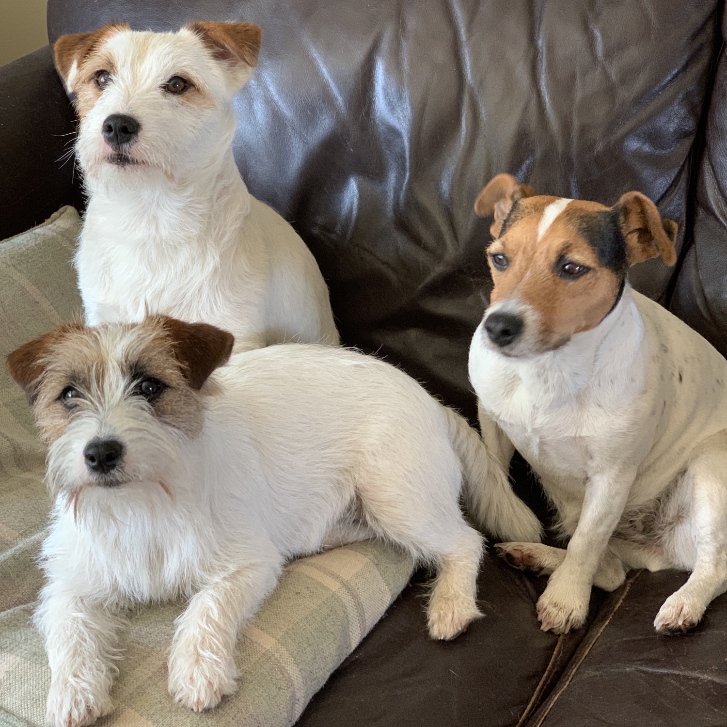 Writer: Masajack Jack Russells