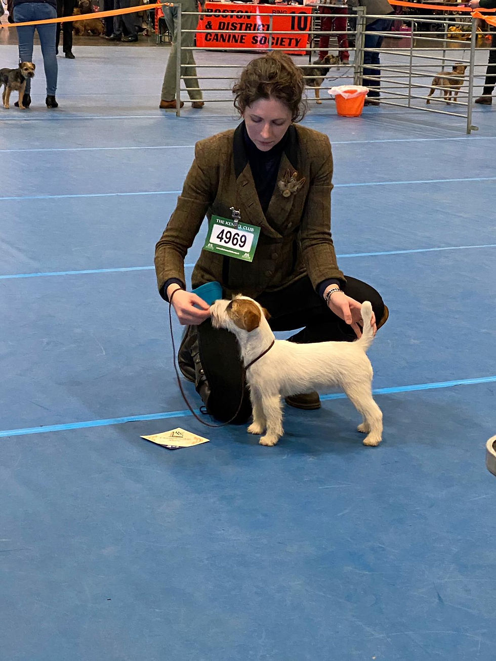 Sprout at Boston Championship Show