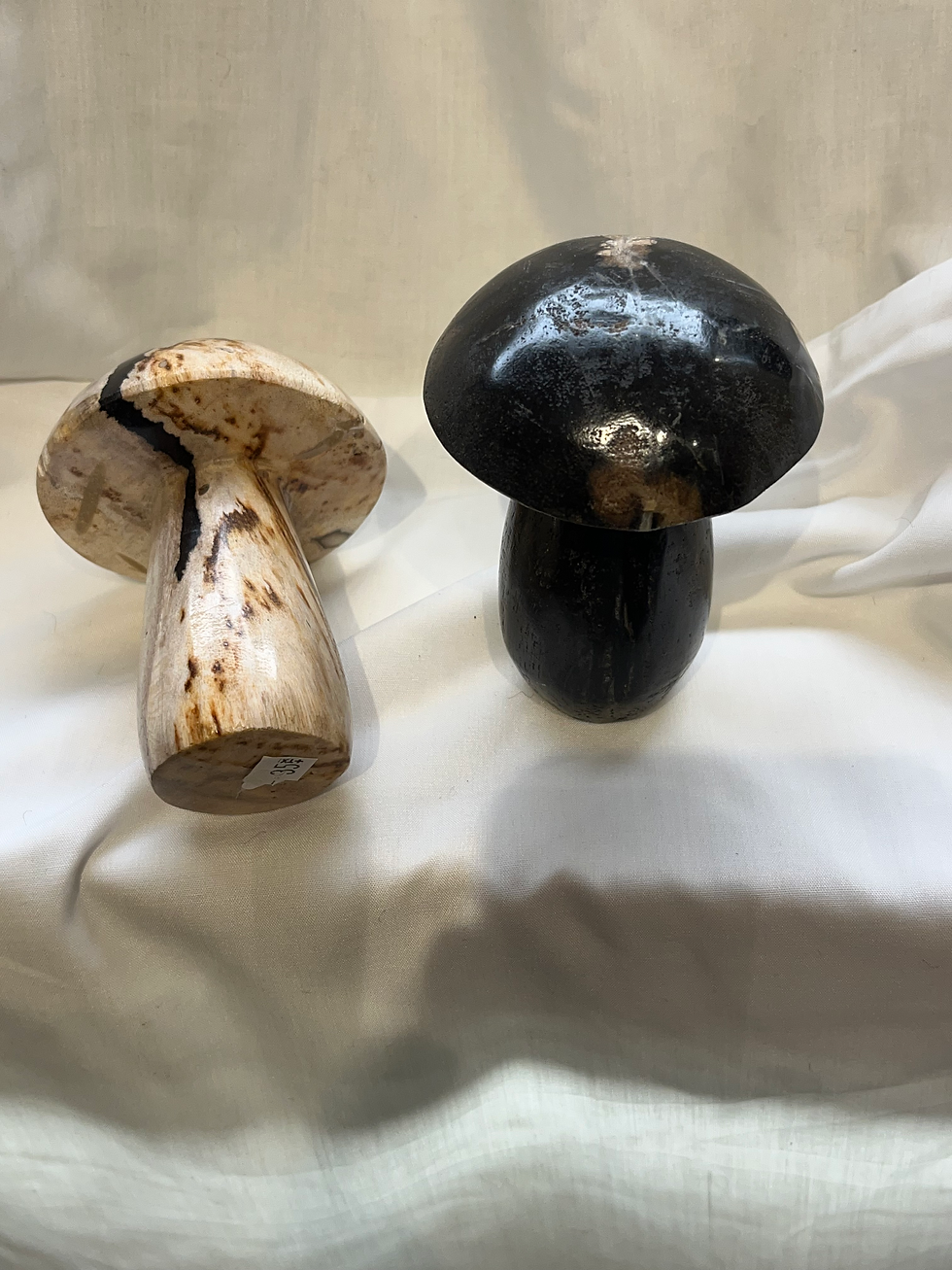 Thumbnail: Petrified Wood Mushrooms