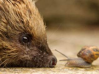 How to help wildlife in your garden in August
