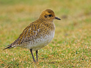 December 2025 Ramsbury Bird Notes by Paul Swan