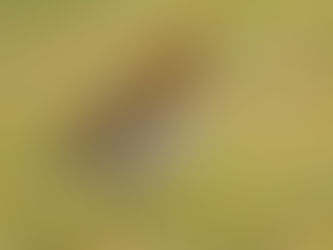 December 2025 Ramsbury Bird Notes by Paul Swan