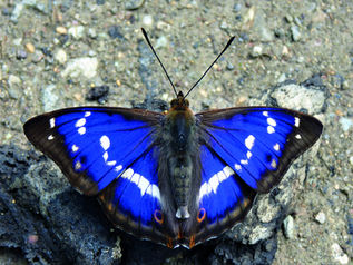 August 2026 Ramsbury Nature Notes by Peter Marren 