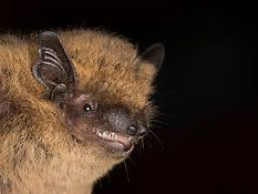 pipistrelle.jpg