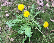 May 2026 Ramsbury Nature Notes by Peter Marren