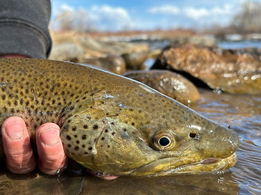 Brown Trout