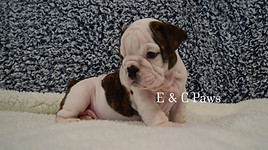 DSC_0403_Watermarked.jpg