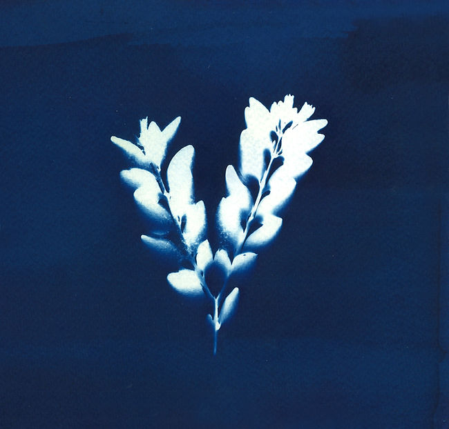 CYANOTYPE-BUIS-3.jpg