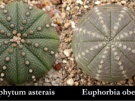 تفنيد أركان الداروينية 2 فشل نظرية التطور التقاربى Convergent Evolution
