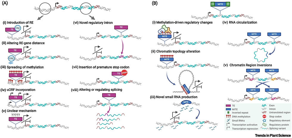 When inserted into promoter regions (A), TEs can introduce new cis-regulatory elements (CRE) (i) or alter promoter architecture by distancing or disrupting CREs (ii)...bring methylation that may spread to neighboring regions, influencing transcription (iii)...incorporate new upstream open reading frames (uORFs) which alter translation rates...When inserted into intronic regions, TEs can introduce novel regulatory introns into genes (vi). When inserted into exons, they can introduce premature stop codons, altering translation (vii). The presence of a TE in intronic or exonic regions can also alter splicing and can generate new splice variants or regulate the rate of production of existing variants (viii)...Methylation at MITEs can attract methylation readers that form regulatory complexes (i). The presence of MITEs can alter chromatin topology and impact on transcription depending on its methylation status (ii). MITEs can also act as a source of new small RNAs (iii). The presence of IR regions creates sites for RNA circularization (iv). MITEs are also responsible for chromatin region inversions (v)