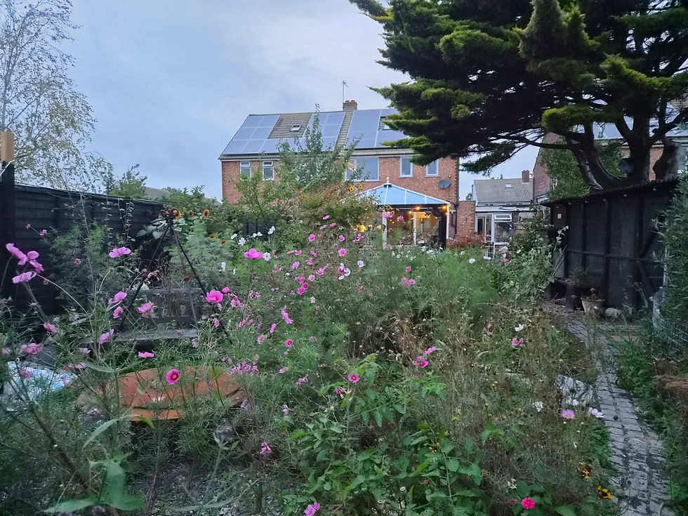A wild September garden filled with pink cosmos, viewed towards the warmly lit conservatory