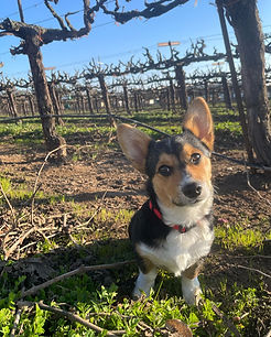 Tricolor Pup in a Vineyard