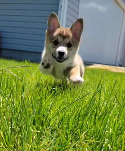 Puppy_running
