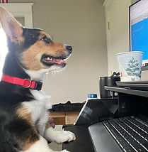 Tricolor Pup at the Computer