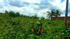 [52] Tạm biệt! Mùa xuân của tôi!