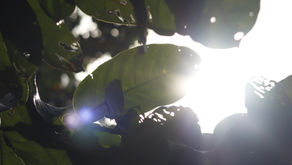 [11] Xuân dài hay ngắn?