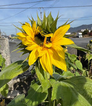 三日で三歩(2023年12月23日)