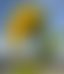 五日で五歩(2023年12月26日)