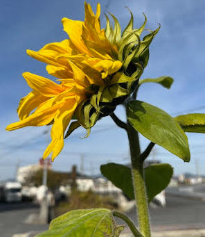 五日で五歩(2023年12月26日)