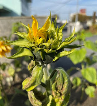 おおお!(2024年1月1日)