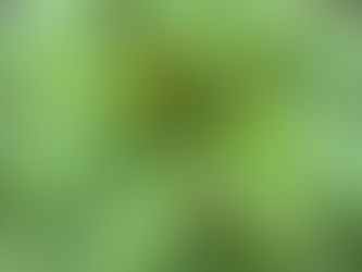 別個体(2024年11月22日)