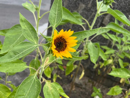 狭し(2023年9月18日)