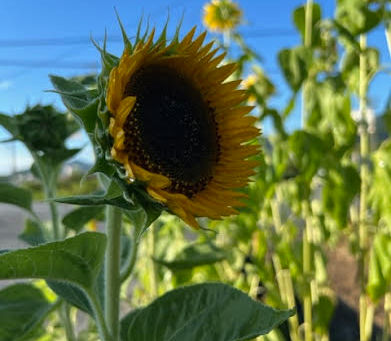 夏山に(2023年9月12日)