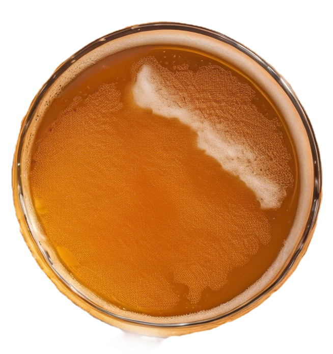 cerveza artesanal
