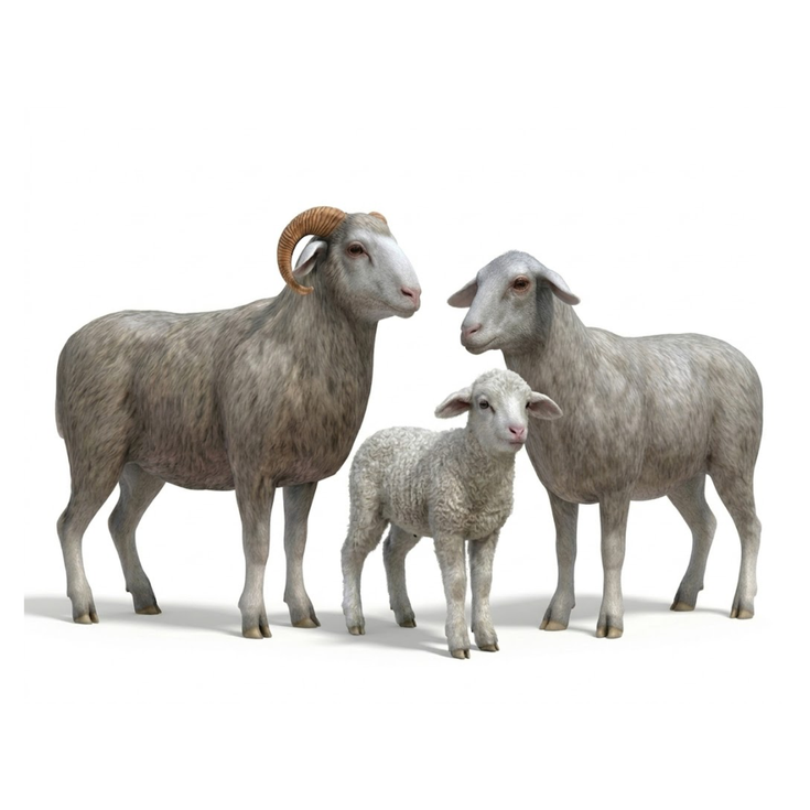 Merinos Koyun Ailesi