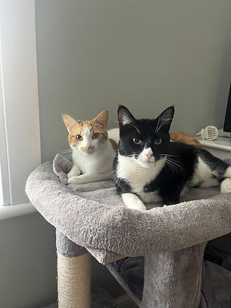 new web cat photo.jpg