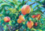 Summer Peaches