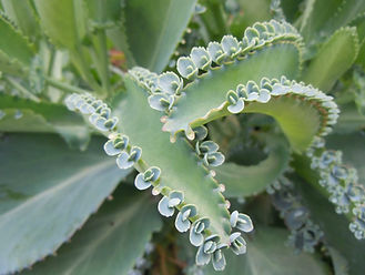 Kalanchoe_schizophylla.JPG