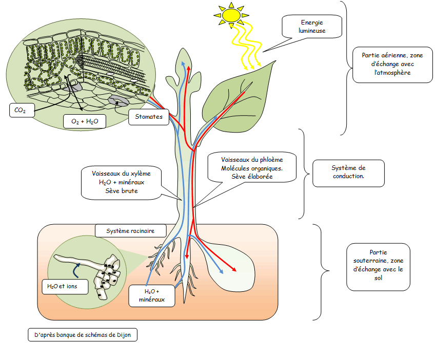 1464104813plante-air-sol.gif