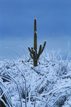 You Stand Alone