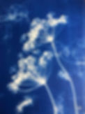 Procédé du cyanotype_edited.jpg