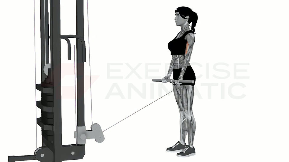 3D animation of a female performing Bicep Curl Low Cable Machine Normal Grip with muscle highlights