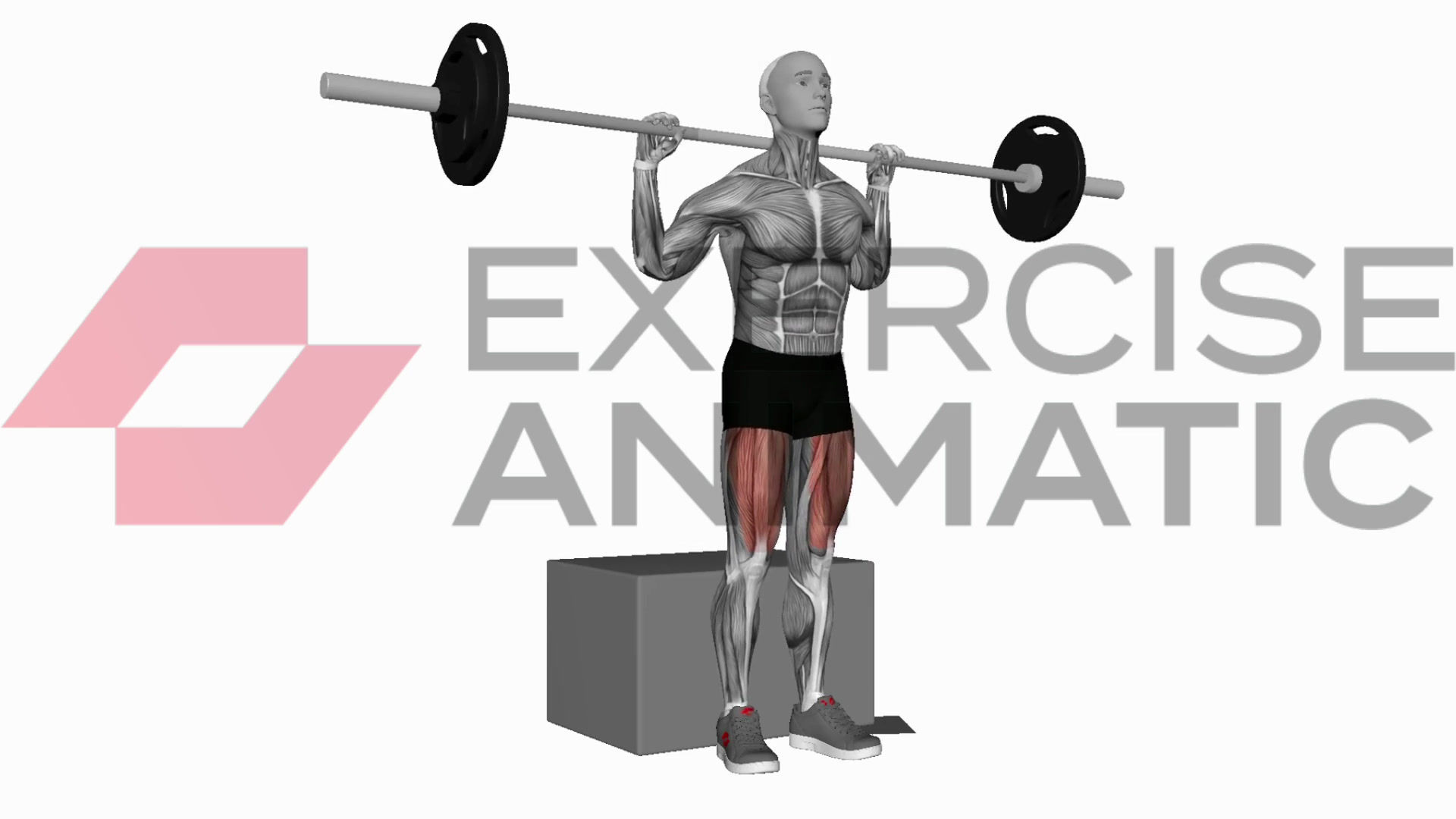 3D animation of a male performing Barbell box squat with muscle highlights