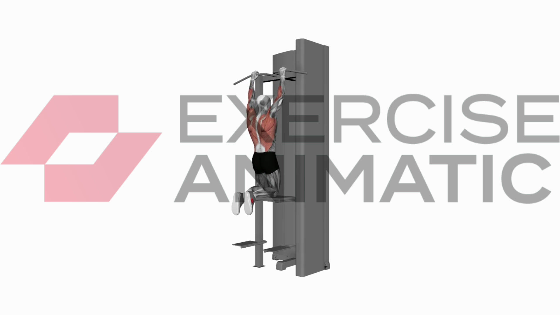 3D animation of a male performing Assisted pull up with muscle highlights