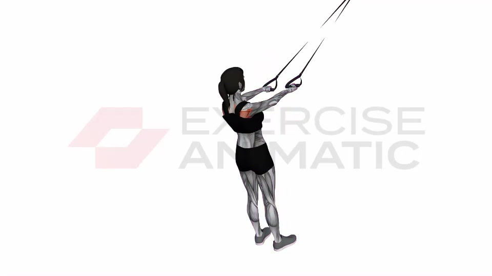 3D animation of a female performing Suspension Trainer with Grips Split Fly with muscle highlights