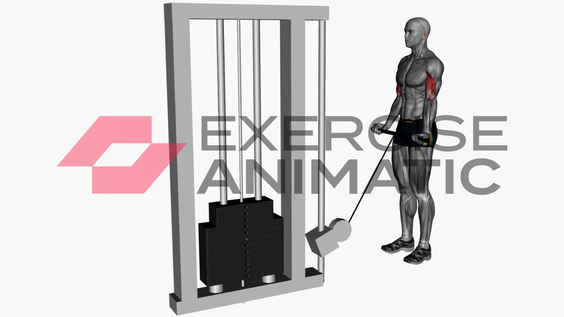 3D animation of a male performing Biceps curl cable wide grip with muscle highlights