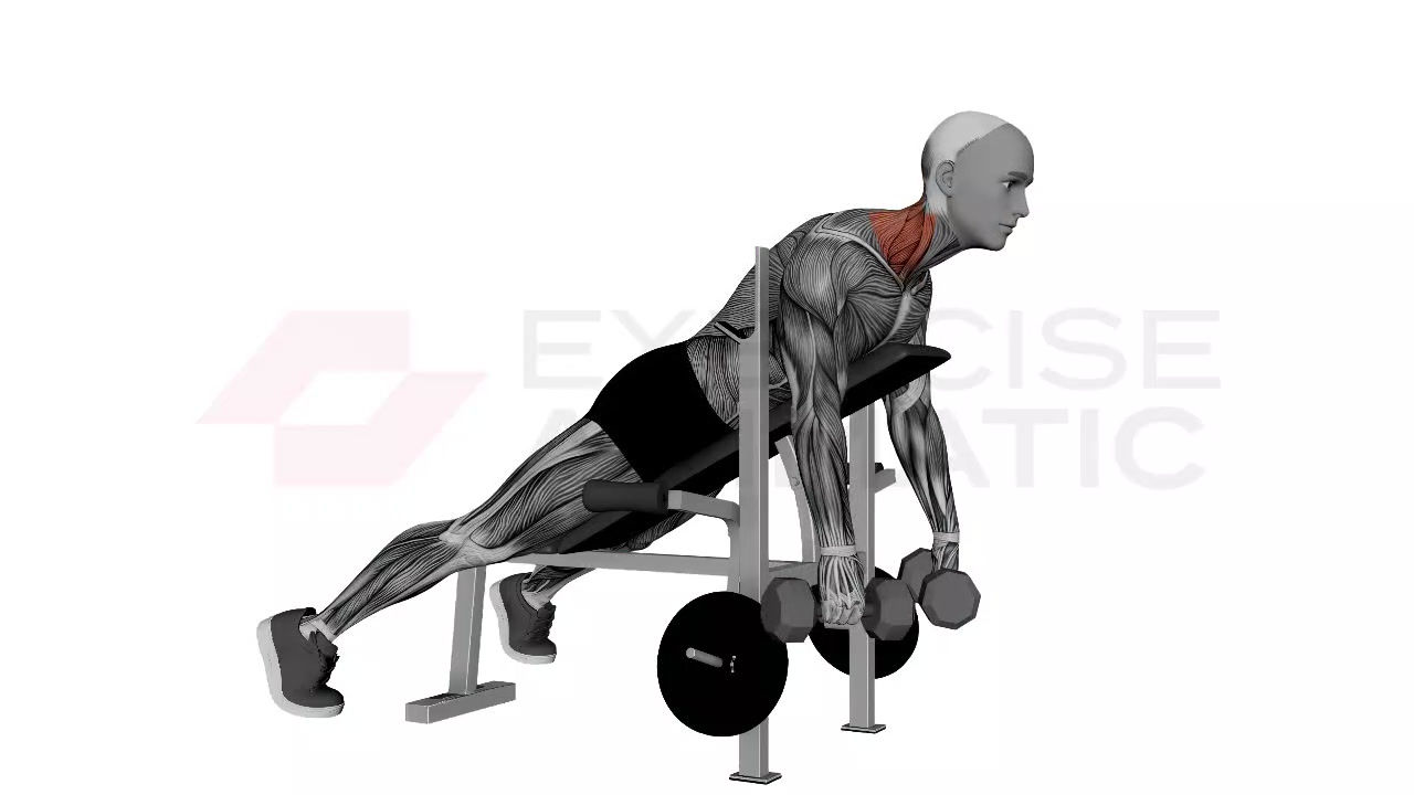 3D animation of a male performing dumbbell laying silverback shrug with muscle highlights