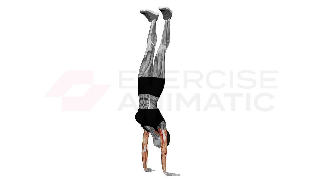 3D animation of a female performing Handstand Hold with muscle highlights