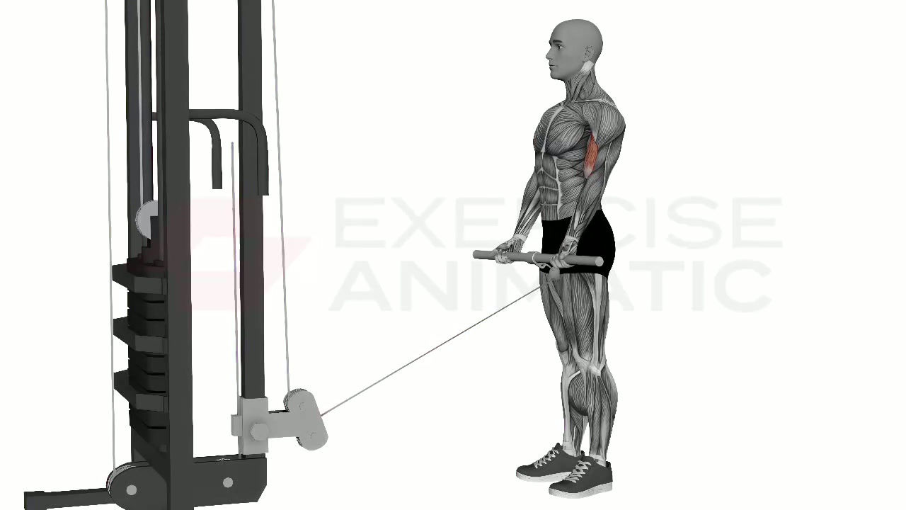 3D animation of a male performing Bicep Curl Low Cable Machine Normal Grip with muscle highlights